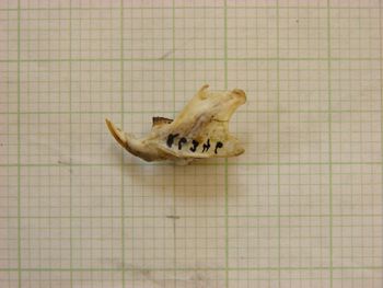 Media type: image;   Mammalogy 26346